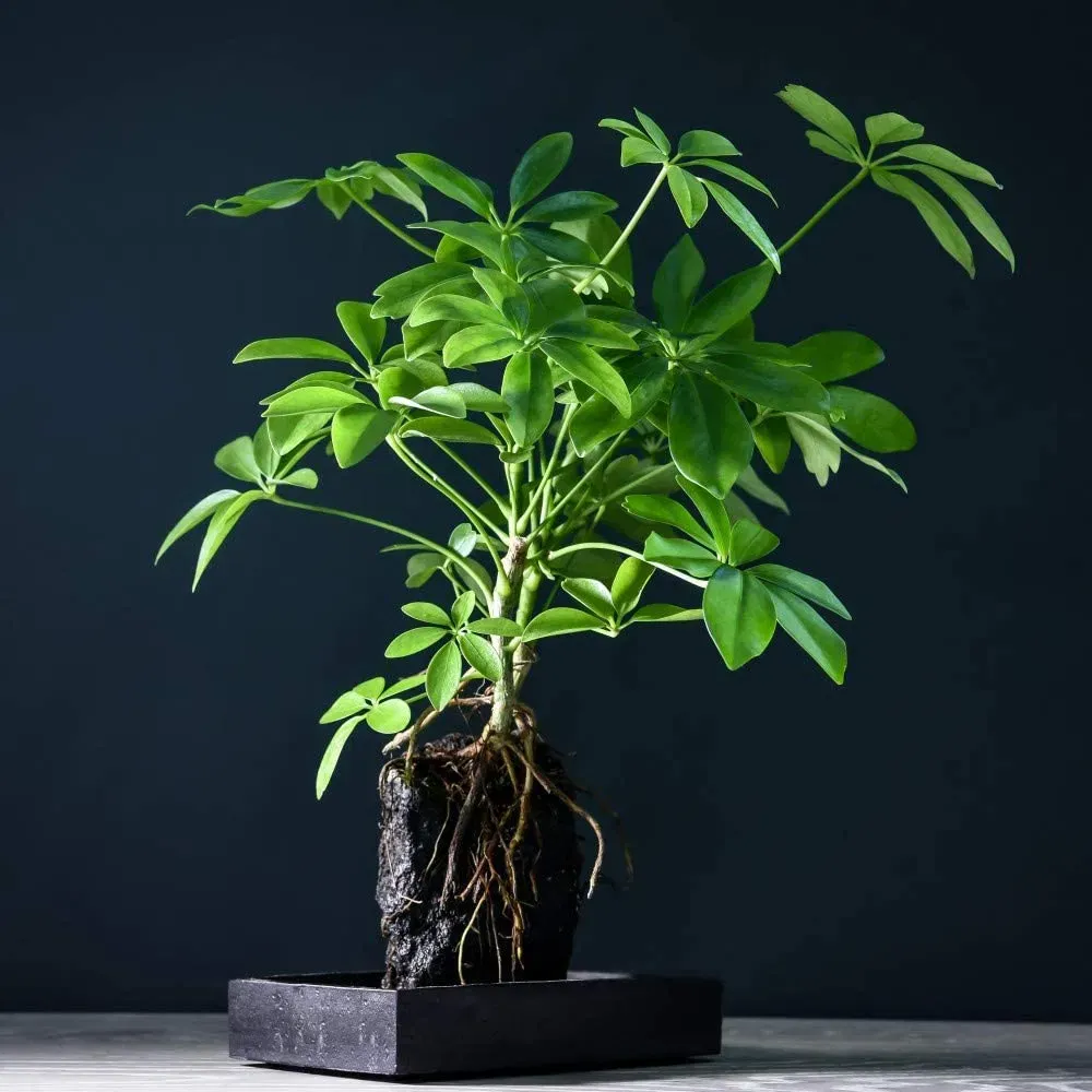 Plantă ornamentală pentru florării și comercianți